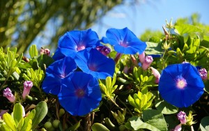 blue-bell-flower-wallpaper