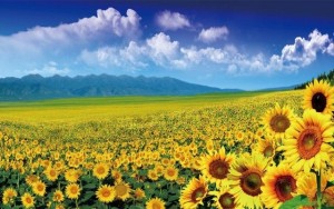 1-Pcs-Modern-Flower-Field-Picture-Wall-Art-Painting-Still-Life-Sunflower-Canvas-For-Gift-HD.jpg_640x640